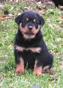  trop beau 